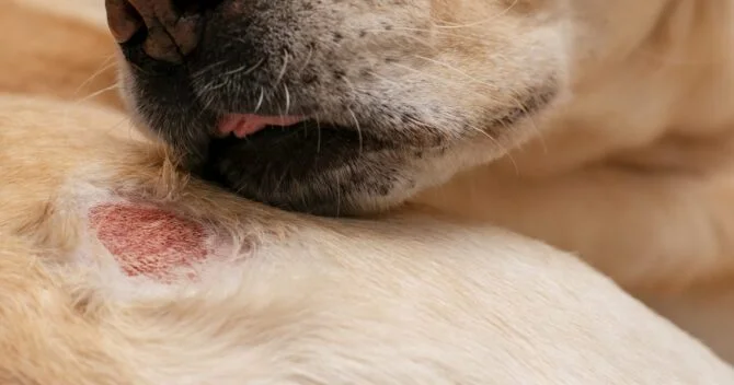 Dog Hot Spot Treatments Hot Spot Spray Cream for Dogs